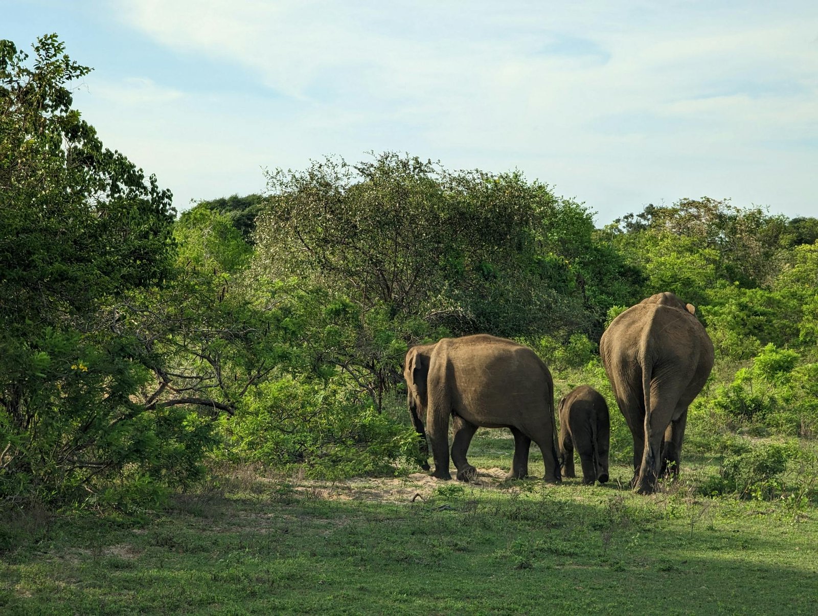 Sri Lanka Heritage & Wildlife Safari tour – 7 Nights / 8 Days
