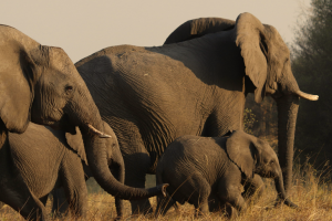 AEI- 67 Sri-Lanka 9N-10D (Especial Octubre a Marzo) 1920 900 PX